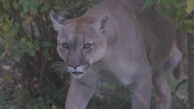 Beautiful Puma in autumn forest. American cougar - mountain lion. Wild cat walks in the forest, scene in the woods