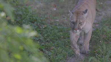 Beautiful Puma in autumn forest. American cougar - mountain lion. Wild cat walks in the forest, scene in the woods
