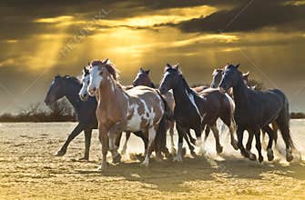 Horse Stampede against beautiful sky