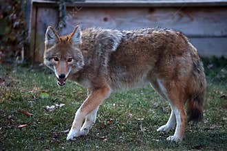 Coyote Looking Straight Ahead - Canis latrans