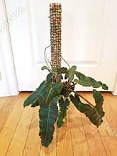 The climbing Philodendron Billietiae Dark Form on a moss pole
