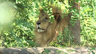 Close up of face of male Lion