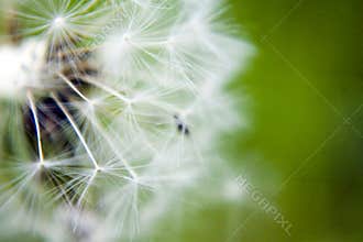 Seeded dandelion head