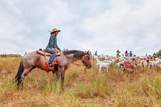 Rancher shepherding goats grazing a Calgary park in the city`s attempt to control weeds using environmentally friendly means