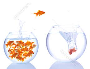 Goldfishes