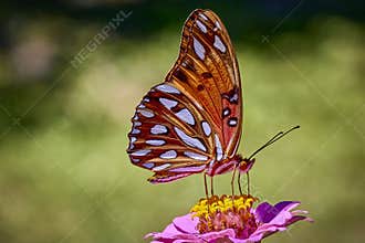Passion, gulf fritillary butterfly on a pink Zinnia flower with great background blur.