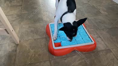 A toy fox terrier dog playing with an advanced challenge slider interactive treat puzzle dog toy that helps with boredom