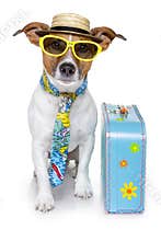 Funny dog as a tourist