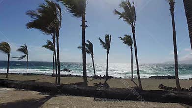 Palm trees blowing on a beach on a windy day close to the sand and coastal area, taken in Lanzarote one of the Canary islands off