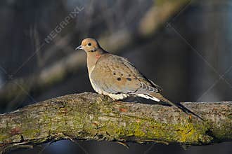Mourning Dove in Warm Sunlight II - Zenaida macroura