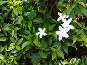 white star shape jasmine flower in bush