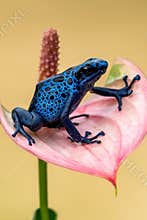 Blue poison-dart frog