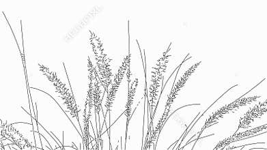 Gras in the wind