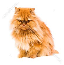 Persian cat