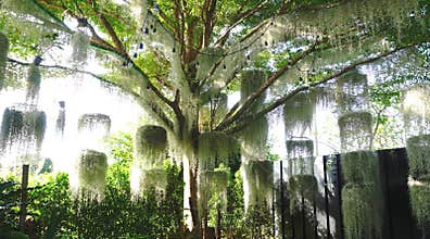 Spanish moss hang on tree with back light effect