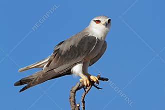 Black-shouldered kite