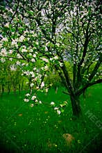 Spring Orchard