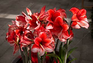 Red Amaryllis flower blooms