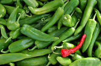 Green and Red Chile Peppers