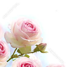 Pink roses background, floral border