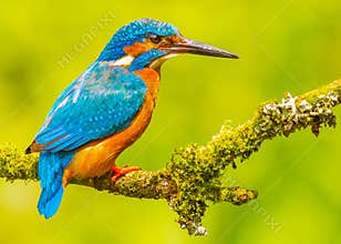 Colorful Kingfisher bird on mossy branch
