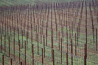 Regularity of culumne on vineyard, Zahorie region in Slovakia