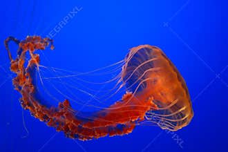 Sea nettle jellyfish