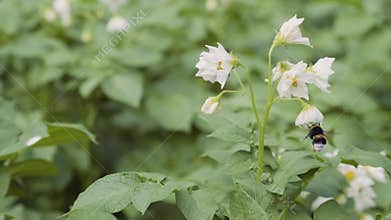 Blooming potato bush polinating by honey bees and bumblebee. Flowers of potato in the backyard close up