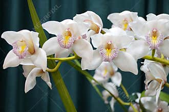 White and purple dots on Cymbidium Naomi Starke orchid flowers