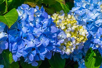 Detail of blue hydrangea flower at Azores islands in Portugal