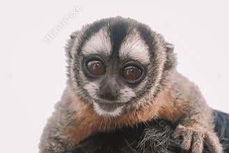 Specimen of night monkey from the Brazilian Amazon