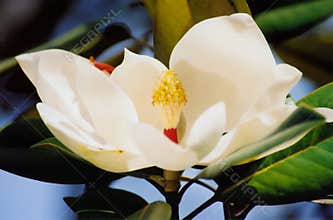 Magnolia Blossom