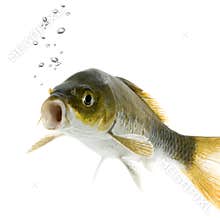Koi