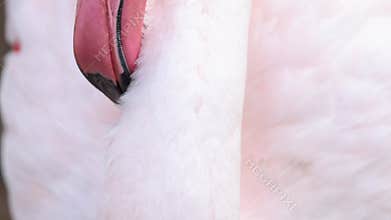 Closeup Pink Flamingo Beak Preening
