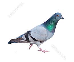 Pigeon