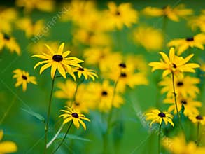 Field of Black-eyed Susan Flowers