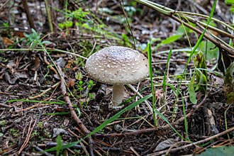 Panther fly agaric. Mushroom of the genus Amanita of the family Amanitaceae. Close-up