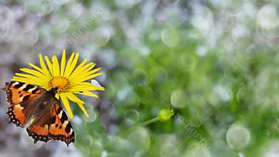 Unfocused background with a yellow daisy and a sitting butterfly