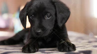 Sad lonely black puppy looking intently at the