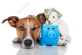 Dog with piggy bank