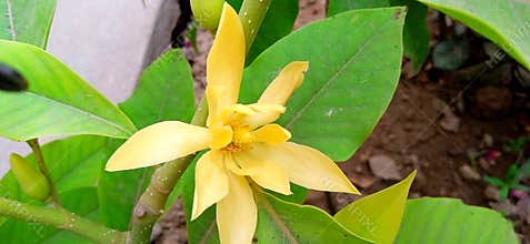 Magnolia champaca or golden champa flower snap
