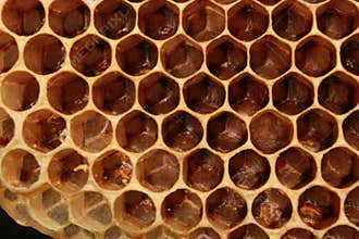 Empty honeycomb closeup Background.