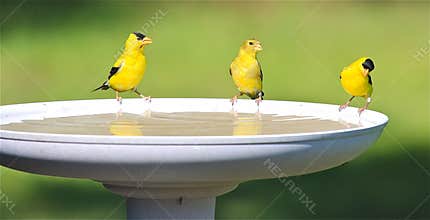 Goldfinch Family Drinking Water at a Bird Bath