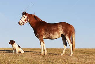 Pretty pony and companion dog