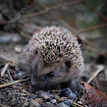 Little cute and cuddly hedgehog