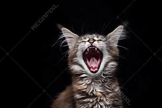 maine coon kitten yawning on black background