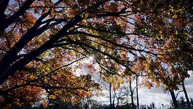 Autumn leaf colour with cinematography panning action