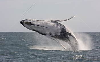 Humpback whale jumping at Tasman Sea