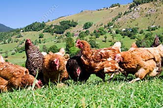 Free range chickens
