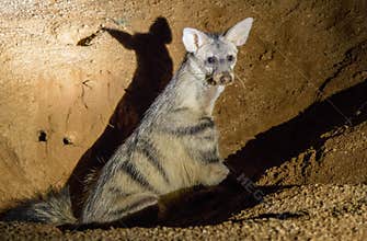 Aardwolf isolated in South Africa